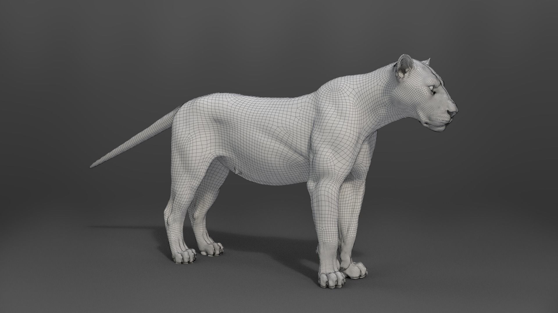 Female Lion Animated VFX Grace   3D model_24