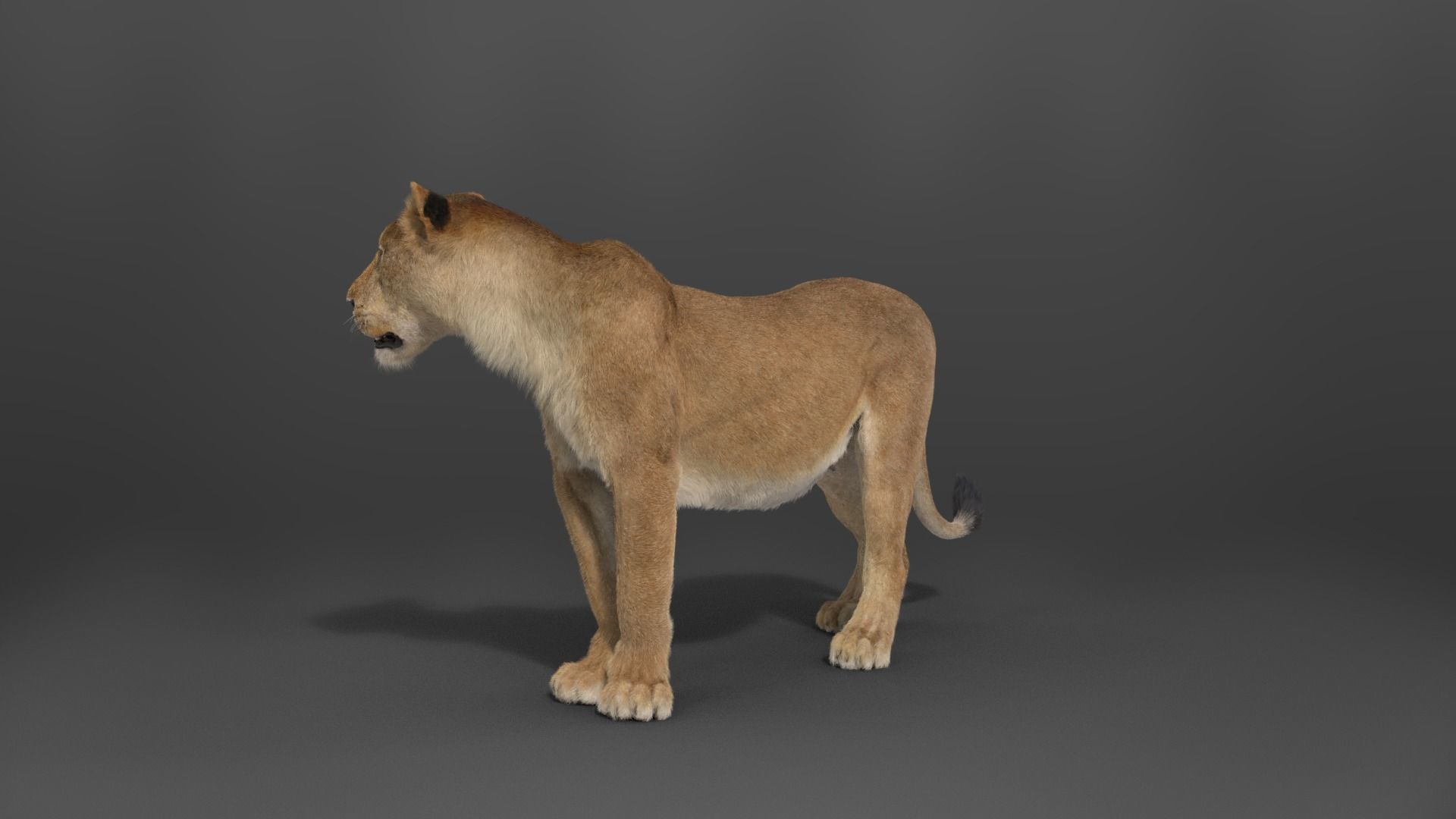 Female Lion Animated VFX Grace   3D model_15
