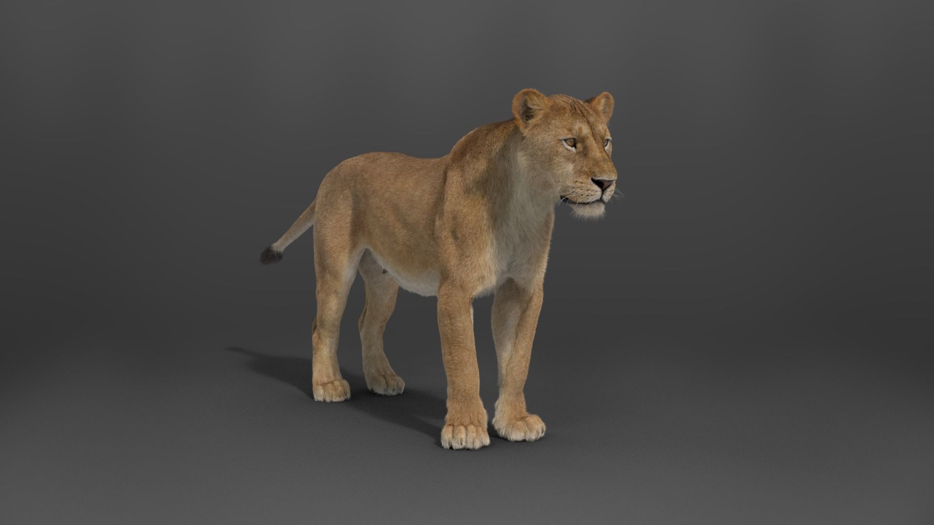 Female Lion Animated VFX Grace   3D model_16