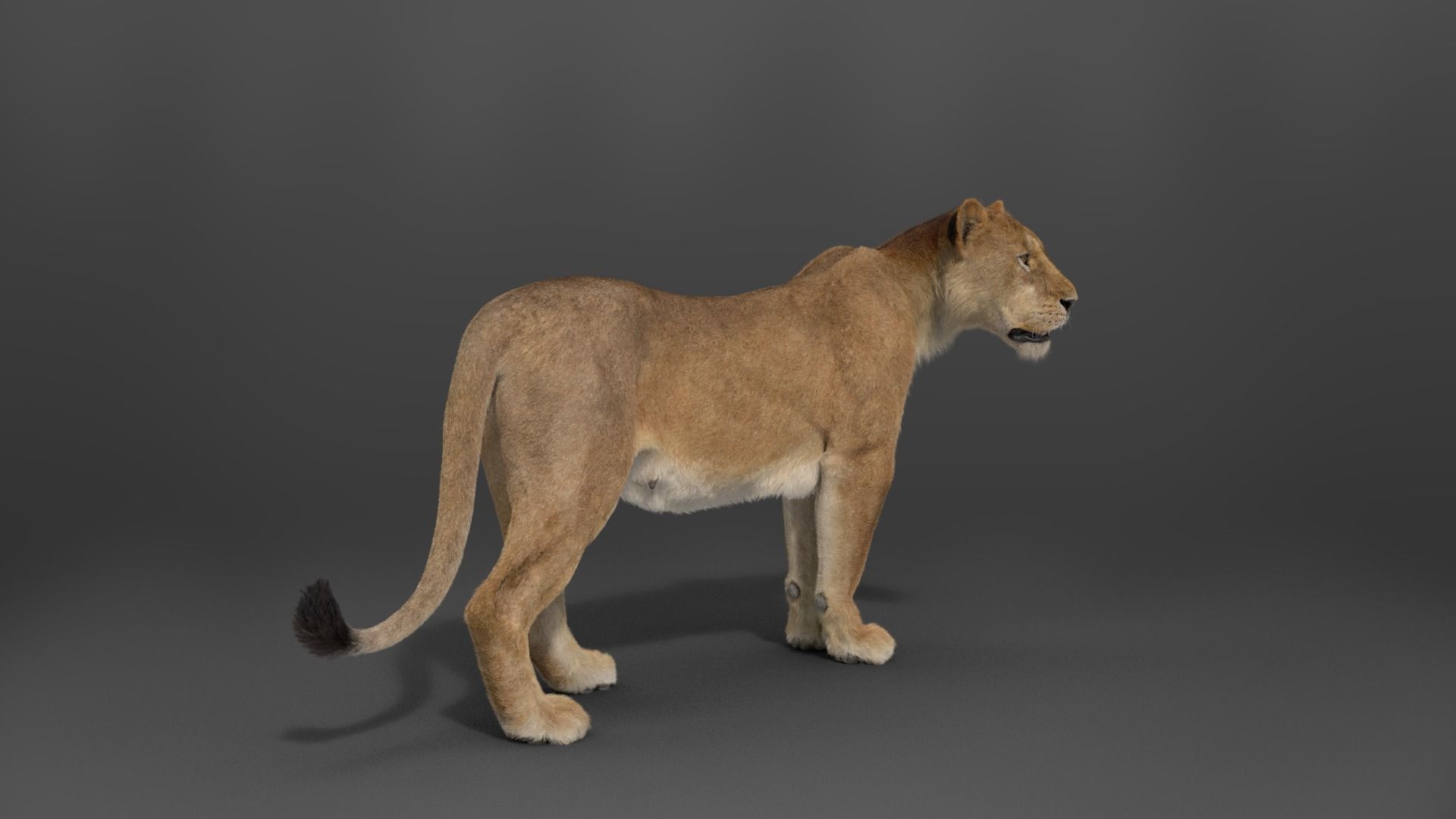 Female Lion Animated VFX Grace   3D model_13