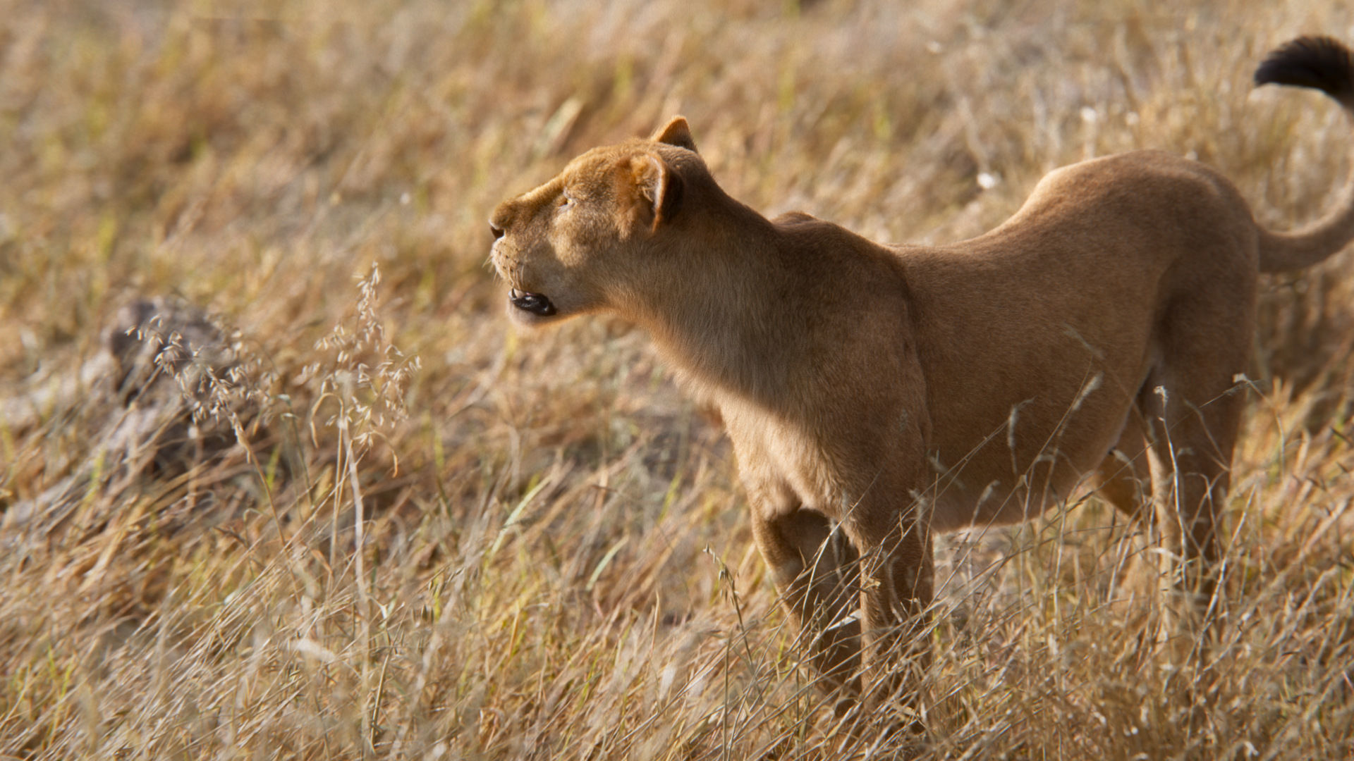 Female Lion Animated VFX Grace   3D model_9