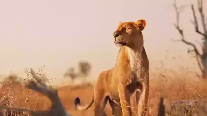 Female Lion Animated VFX Grace   3D model