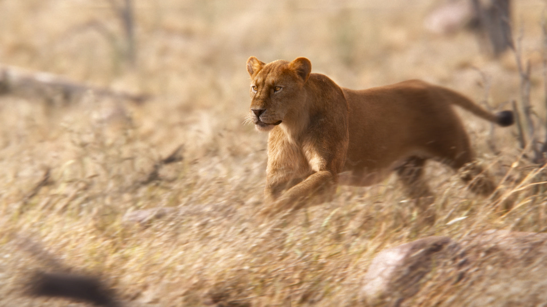 Female Lion Animated VFX Grace   3D model_8