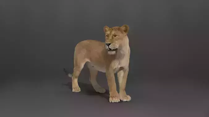Female Lion Rigged VFX Grace 3D model