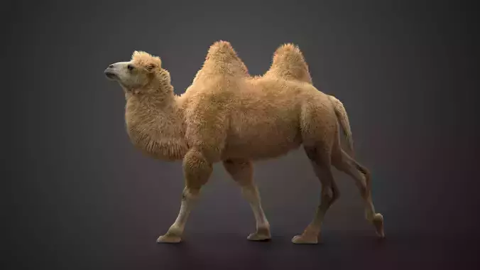 Bactrian Camel Animated VFX Grace  3D model