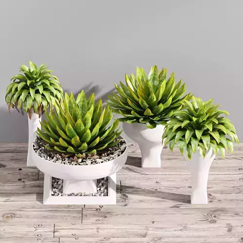 Office Plant Foliage Shrubs Free 3D model