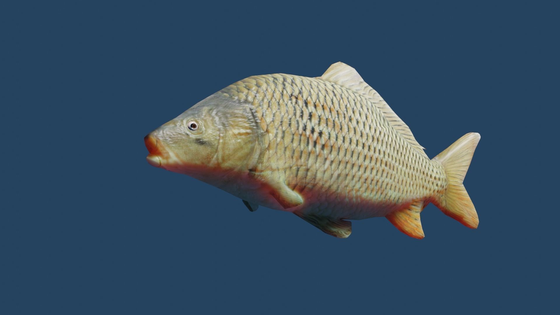 common carp  Low-poly 3D model_10