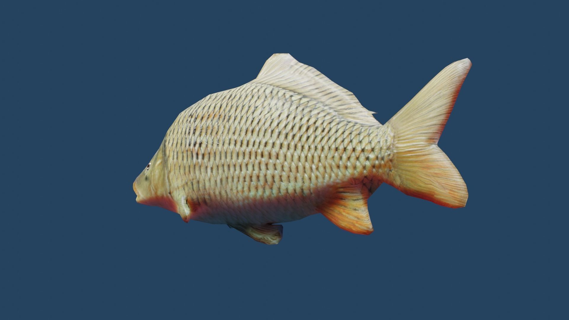 common carp  Low-poly 3D model_5