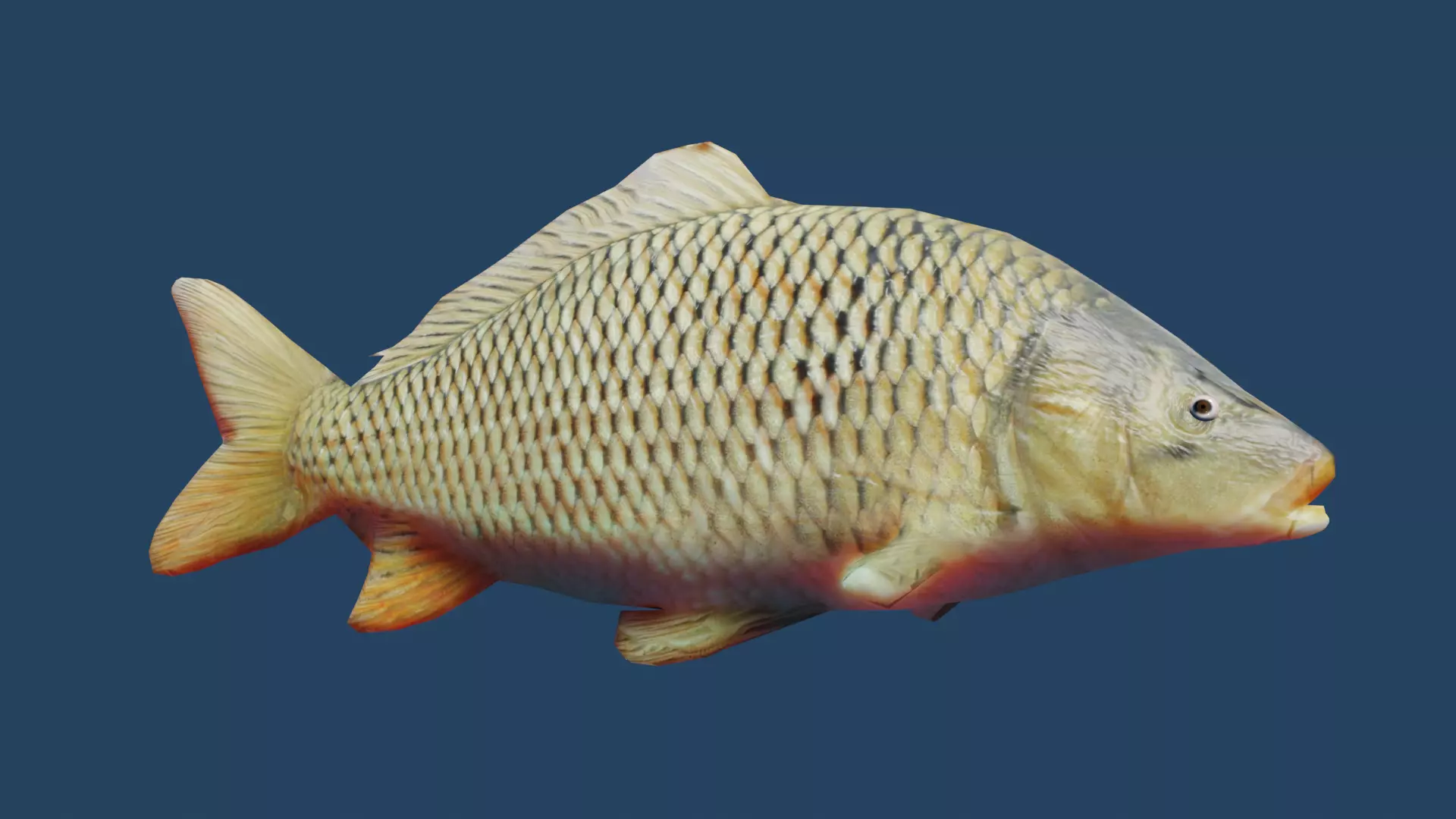 common carp  Low-poly 3D model_0