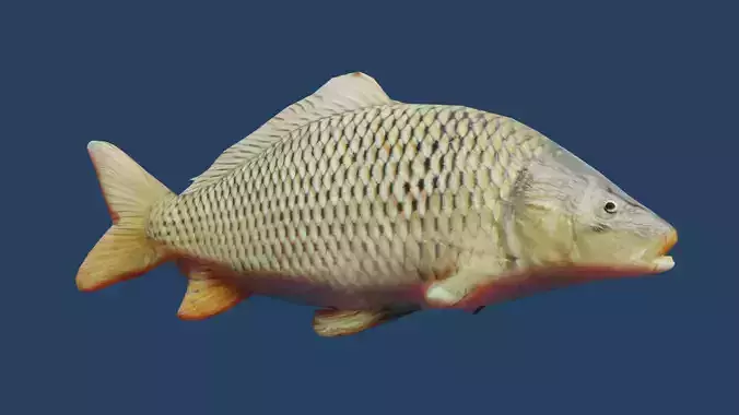 common carp  Low-poly 3D model