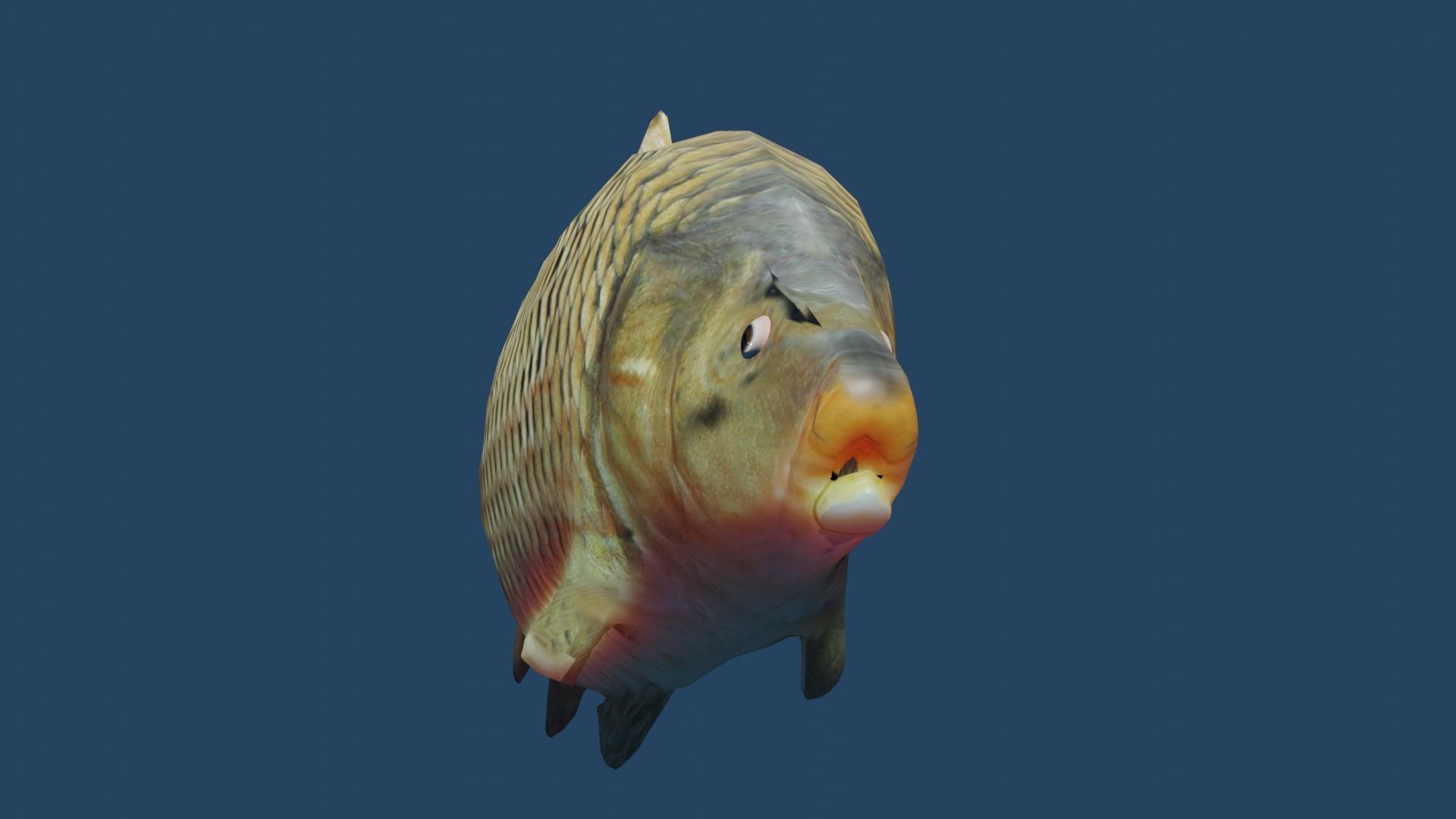 common carp  Low-poly 3D model_13