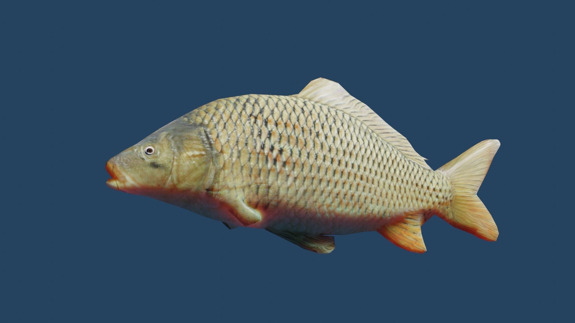 common carp  Low-poly 3D model_9