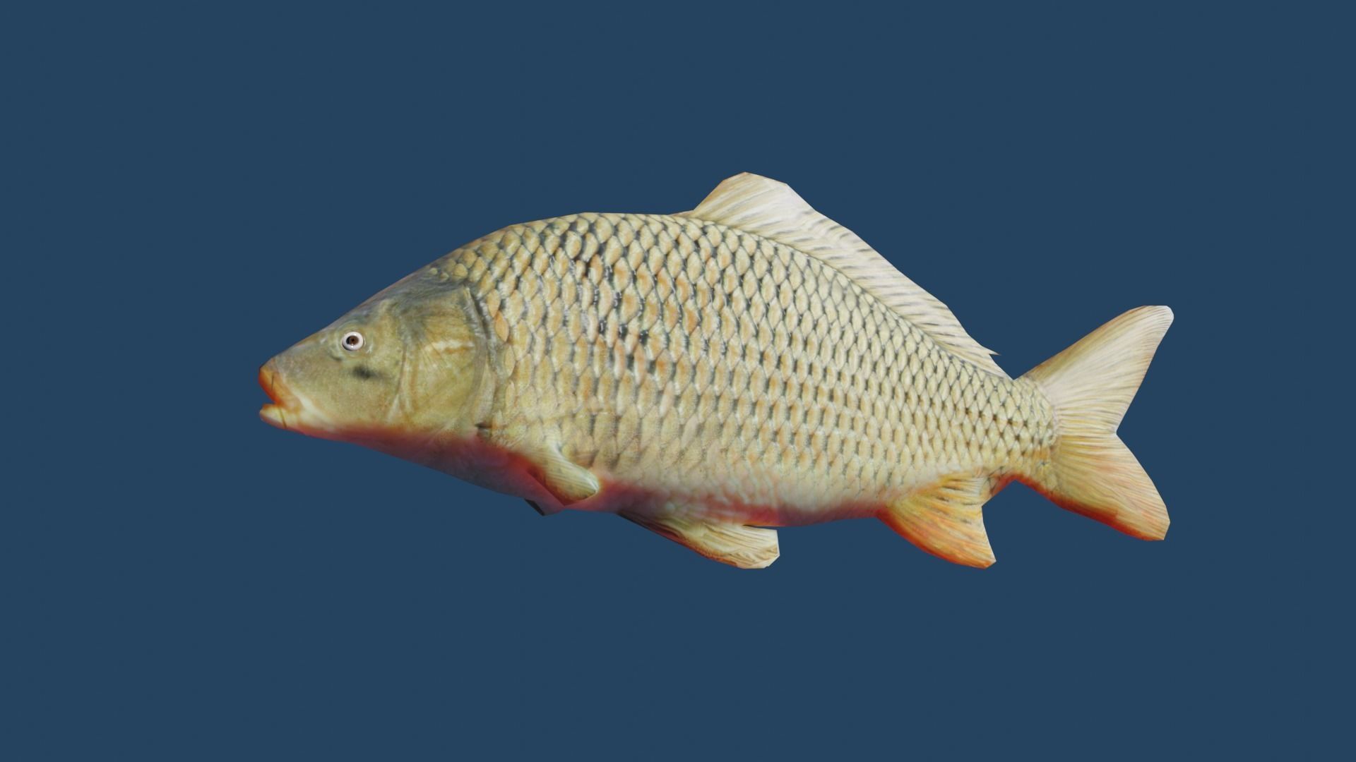 common carp  Low-poly 3D model_8