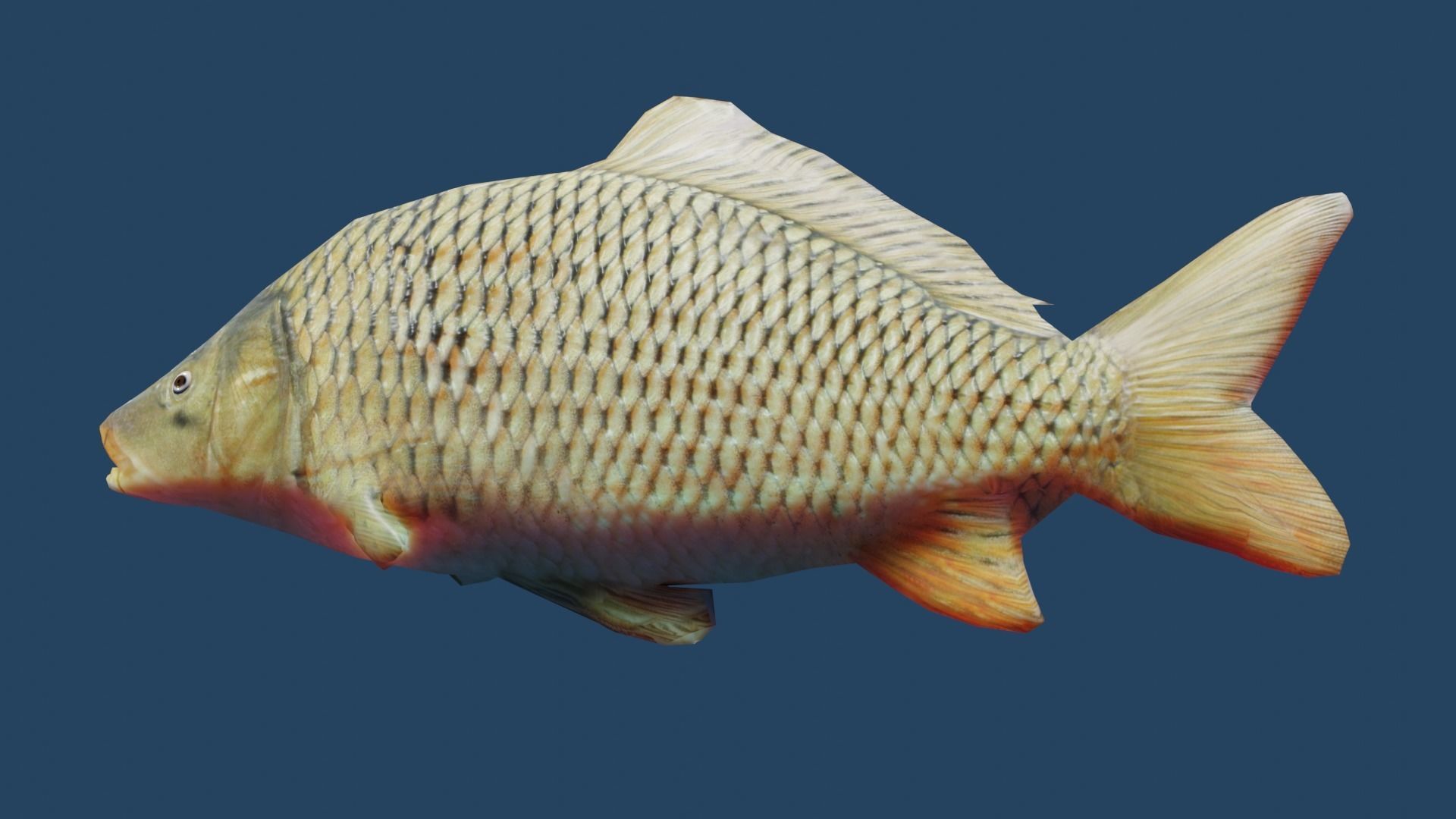 common carp  Low-poly 3D model_7