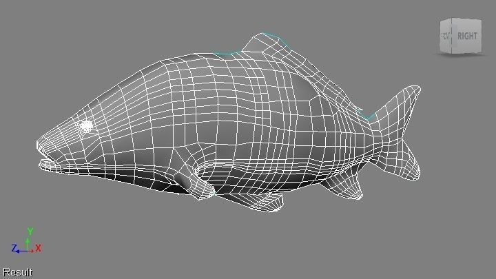common carp  Low-poly 3D model_6