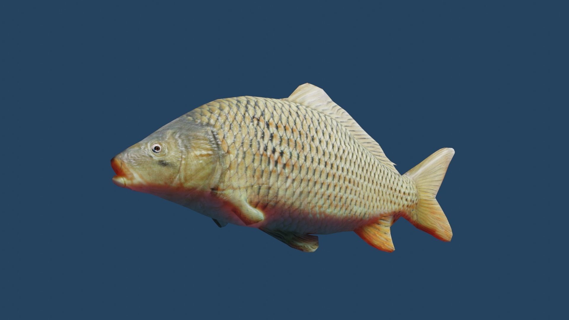 common carp  Low-poly 3D model_1