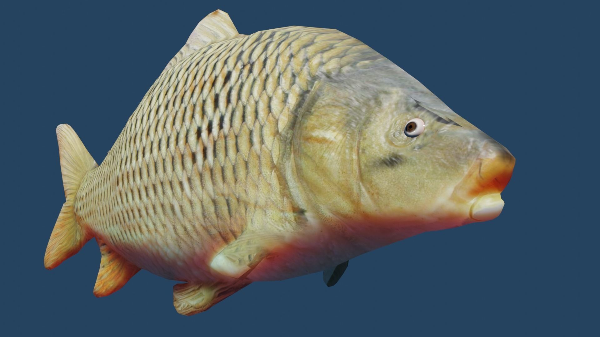 common carp  Low-poly 3D model_14