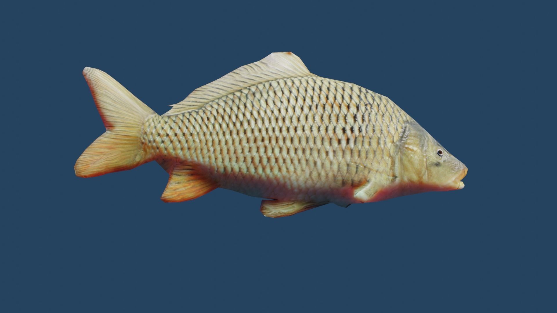 common carp  Low-poly 3D model_15