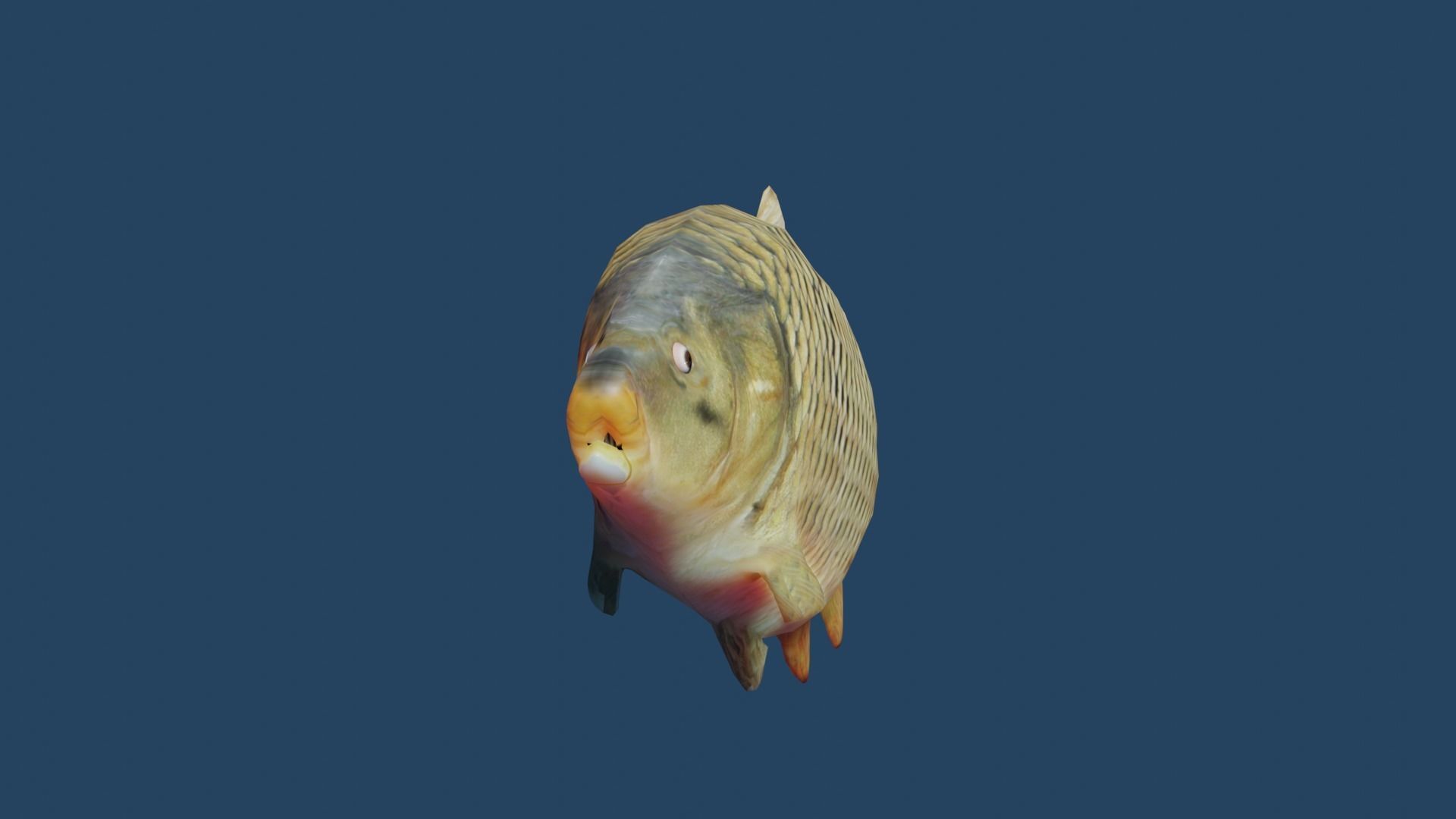 common carp  Low-poly 3D model_12