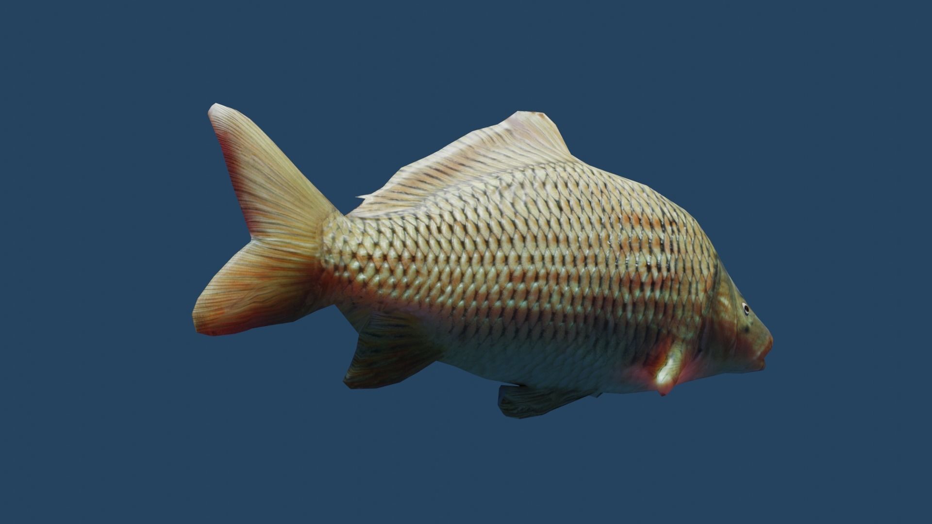 common carp  Low-poly 3D model_2