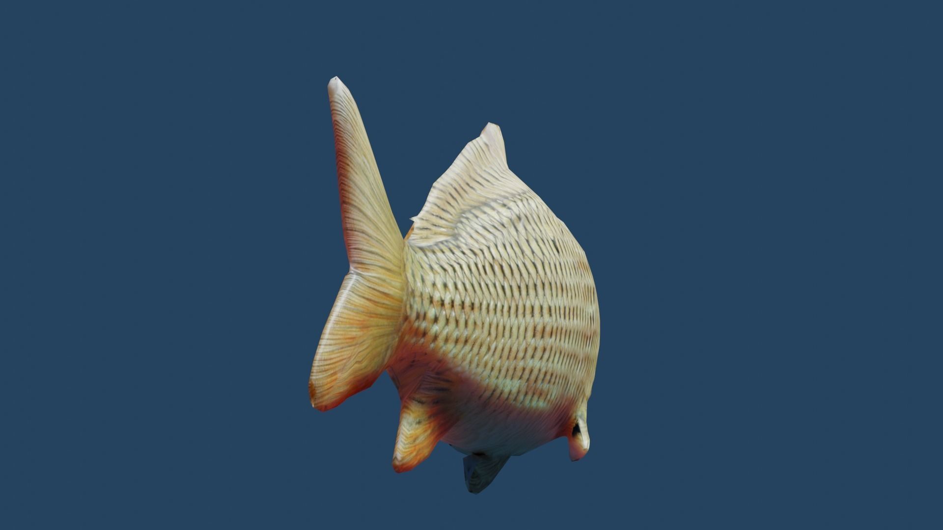 common carp  Low-poly 3D model_3