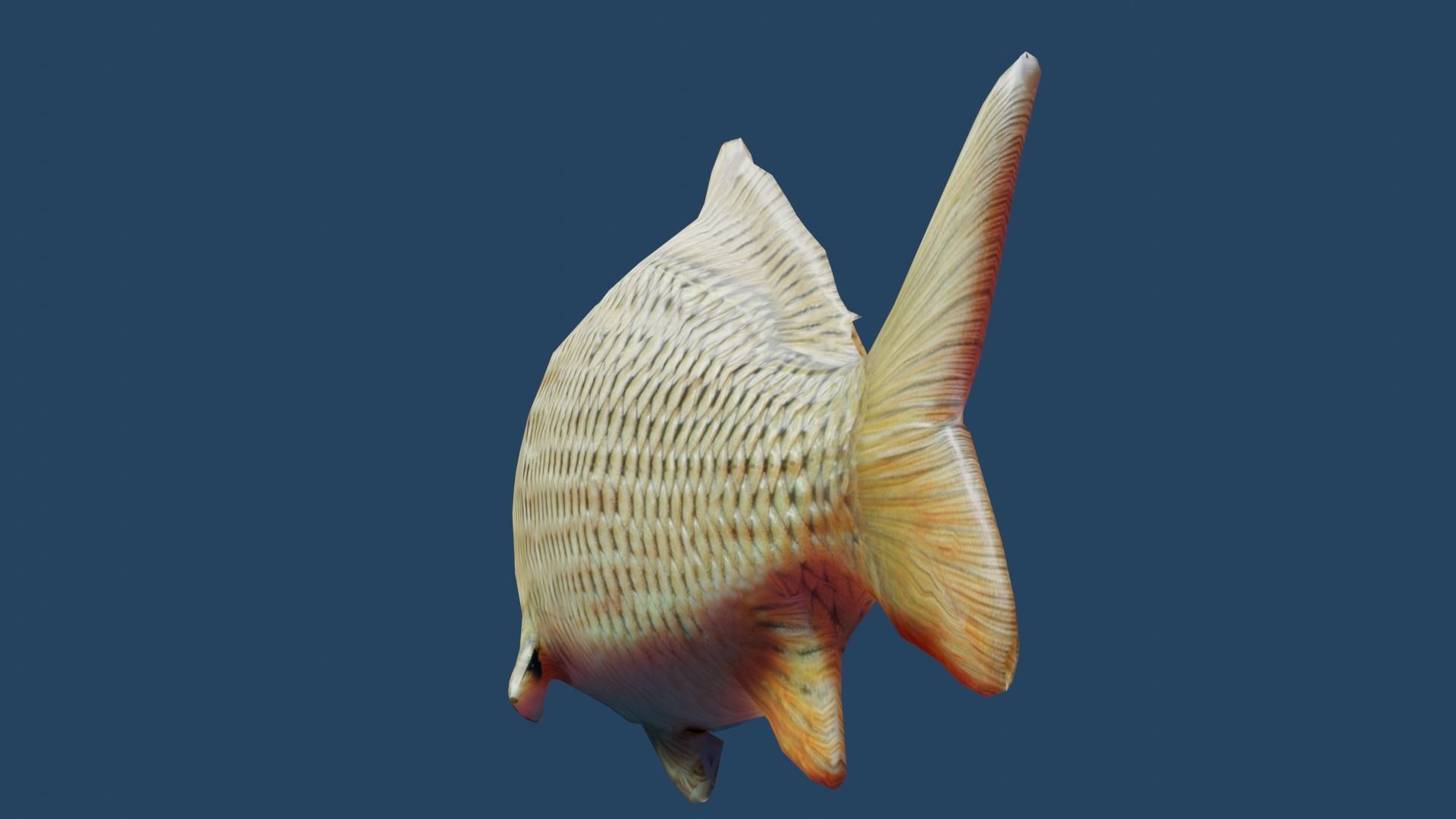common carp  Low-poly 3D model_4