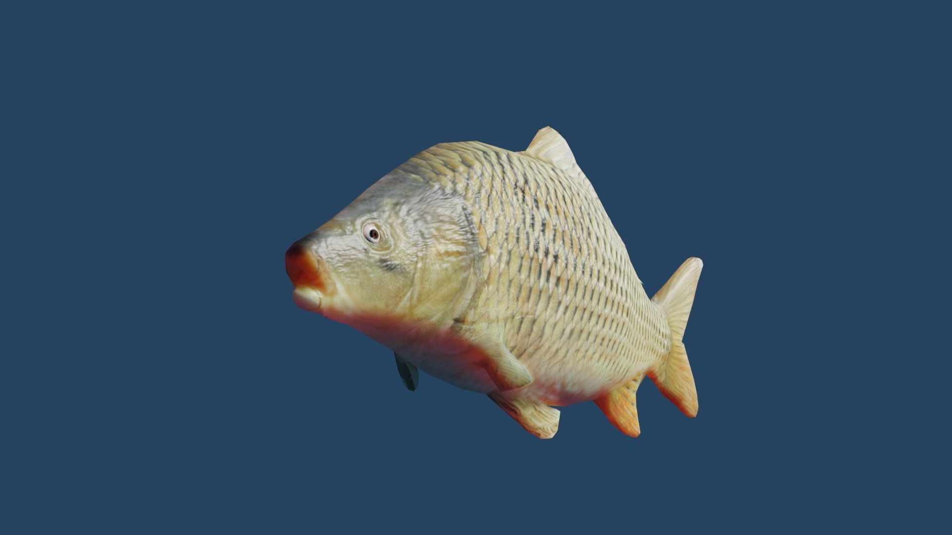 common carp  Low-poly 3D model_11
