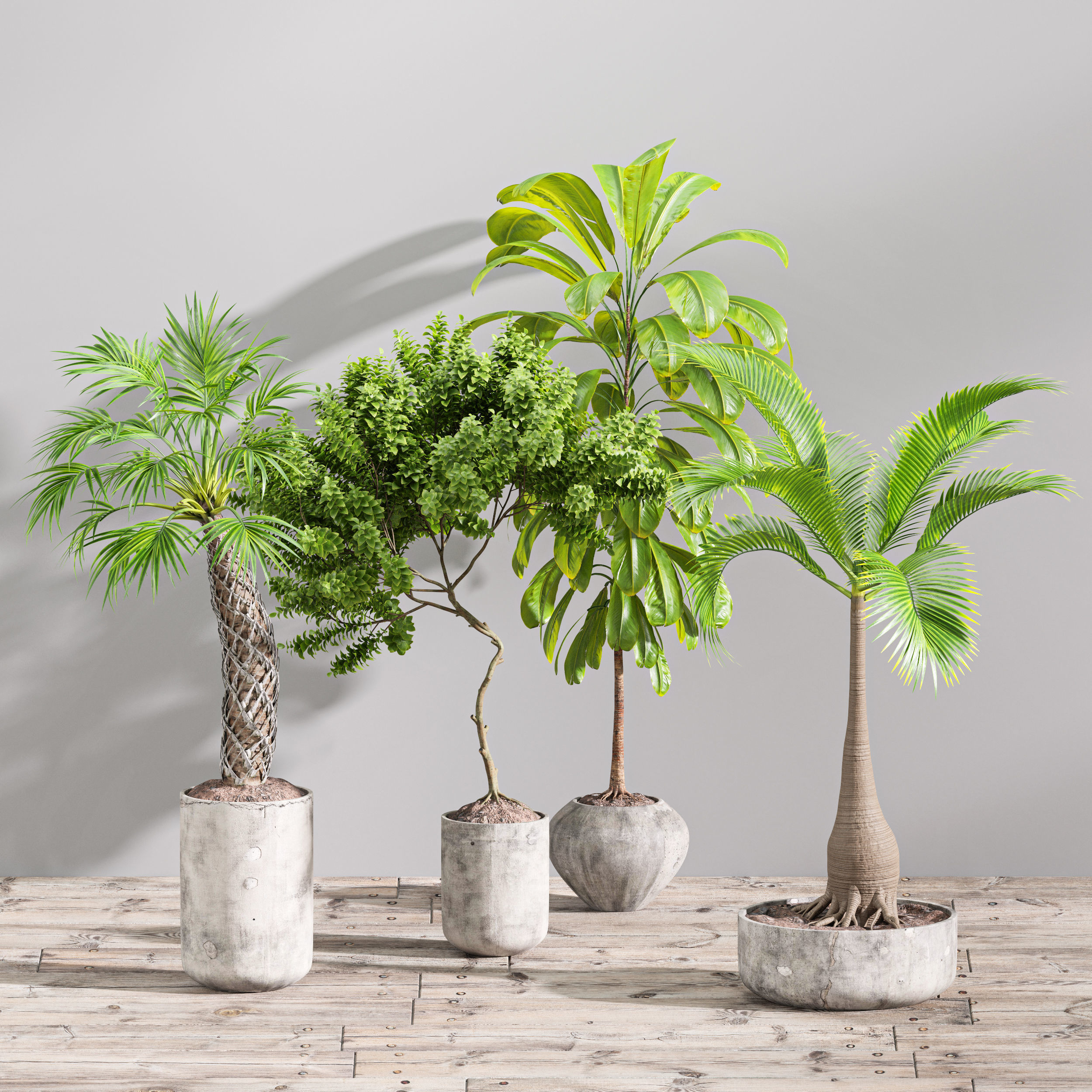 SET01 Indoor Plant Tree Leaf Free 3D model