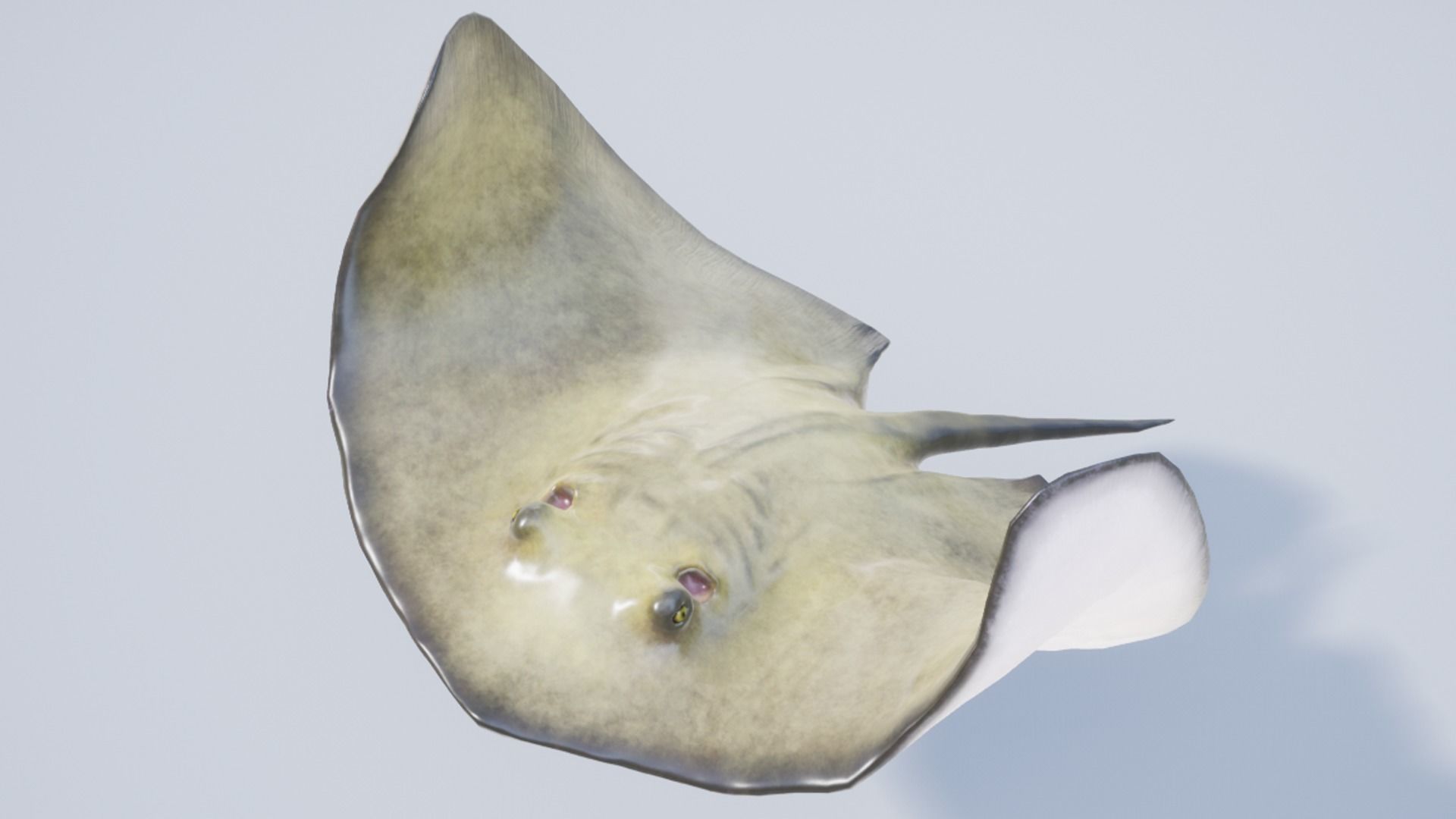 Stingray Pack Low-poly 3D model_26