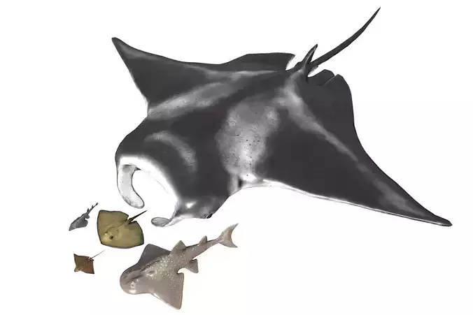 Stingray Pack Low-poly 3D model