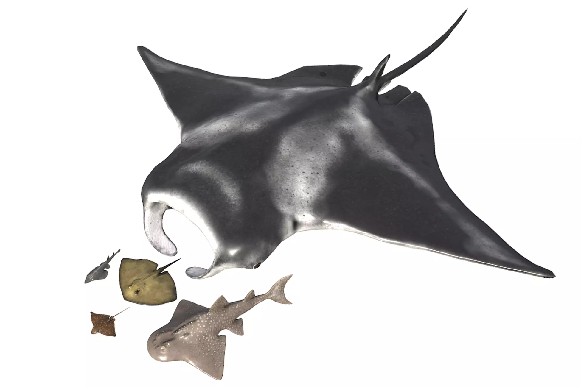 Stingray Pack Low-poly 3D model_0