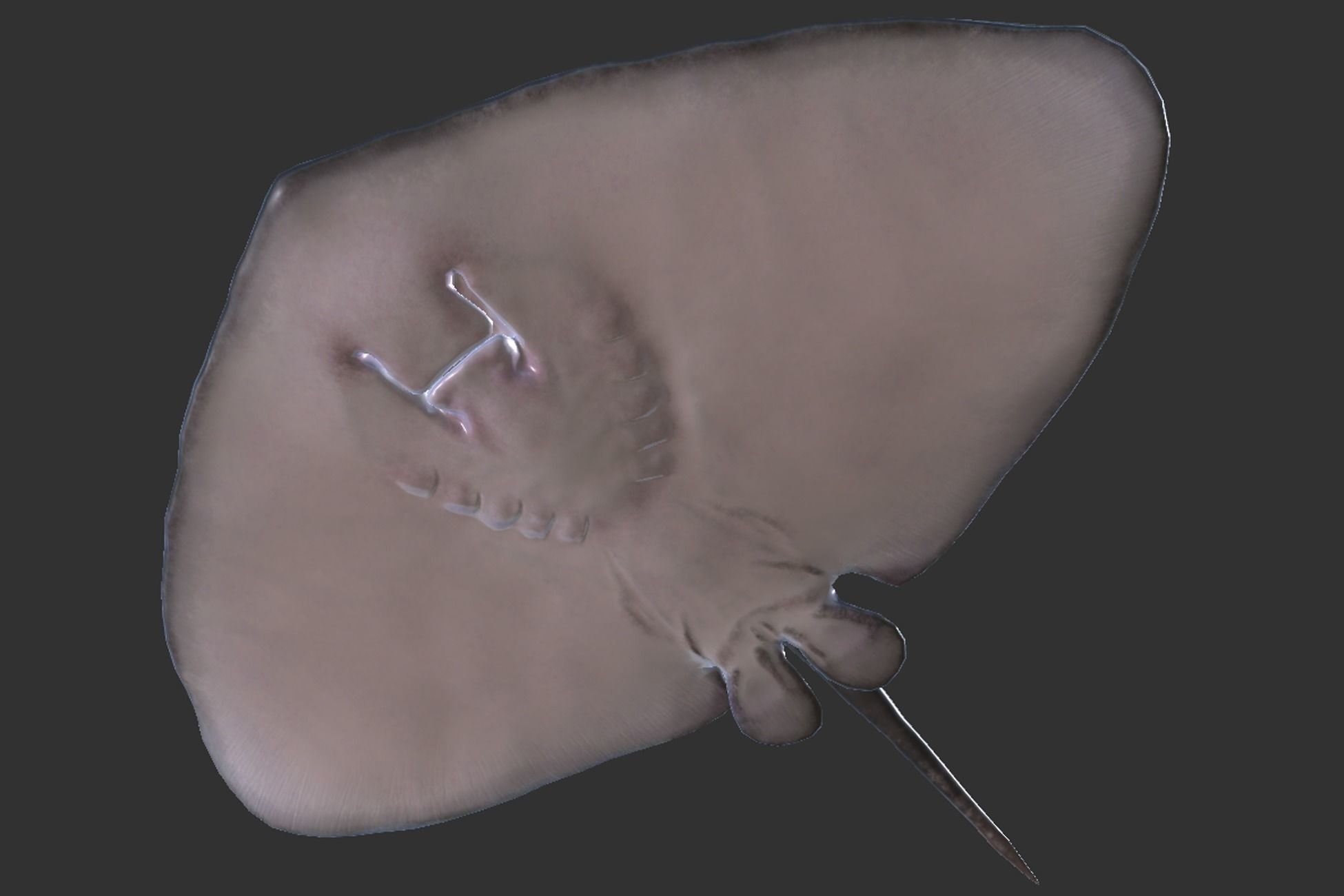 Stingray Pack Low-poly 3D model_24