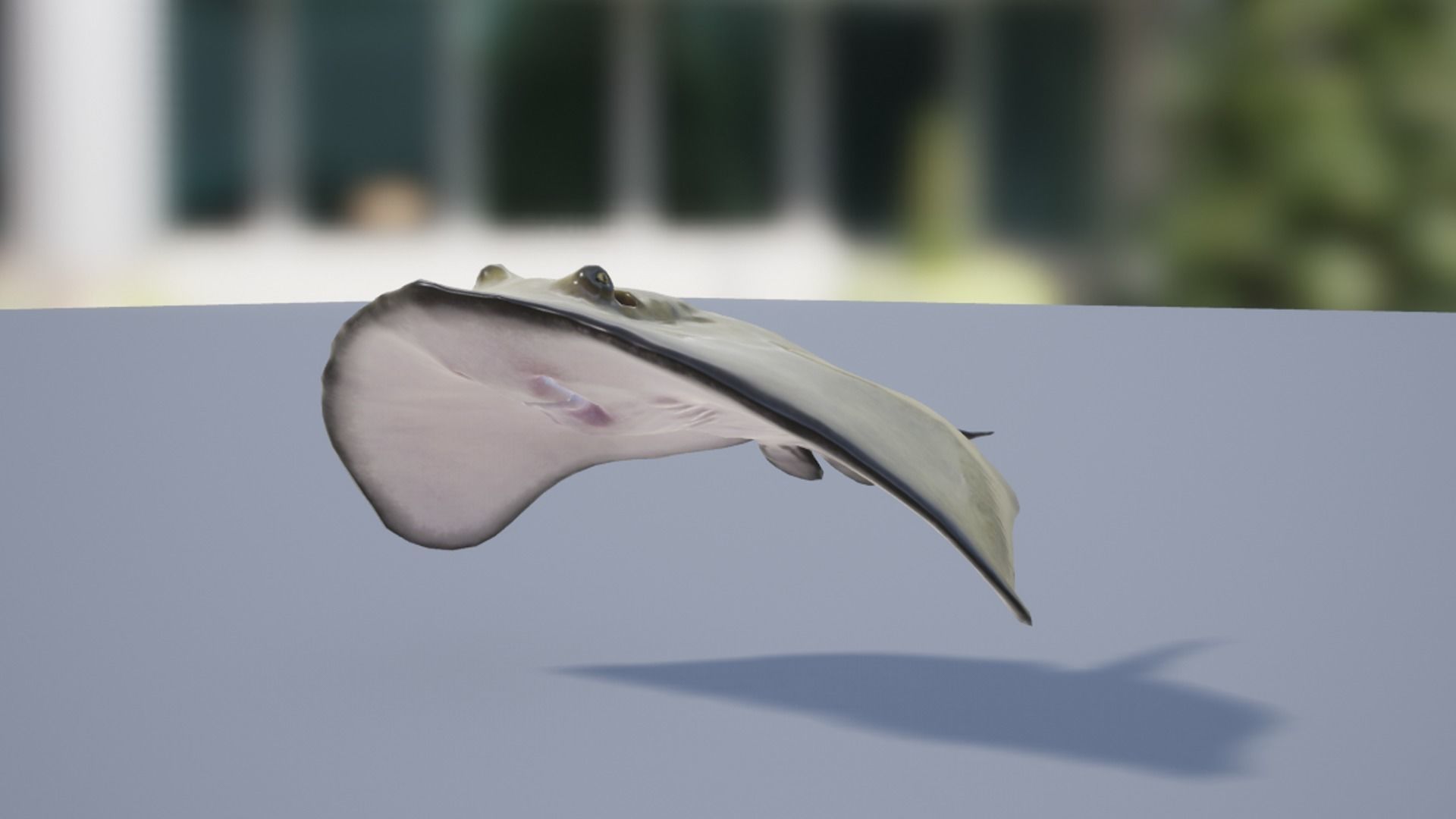 Stingray Pack Low-poly 3D model_25