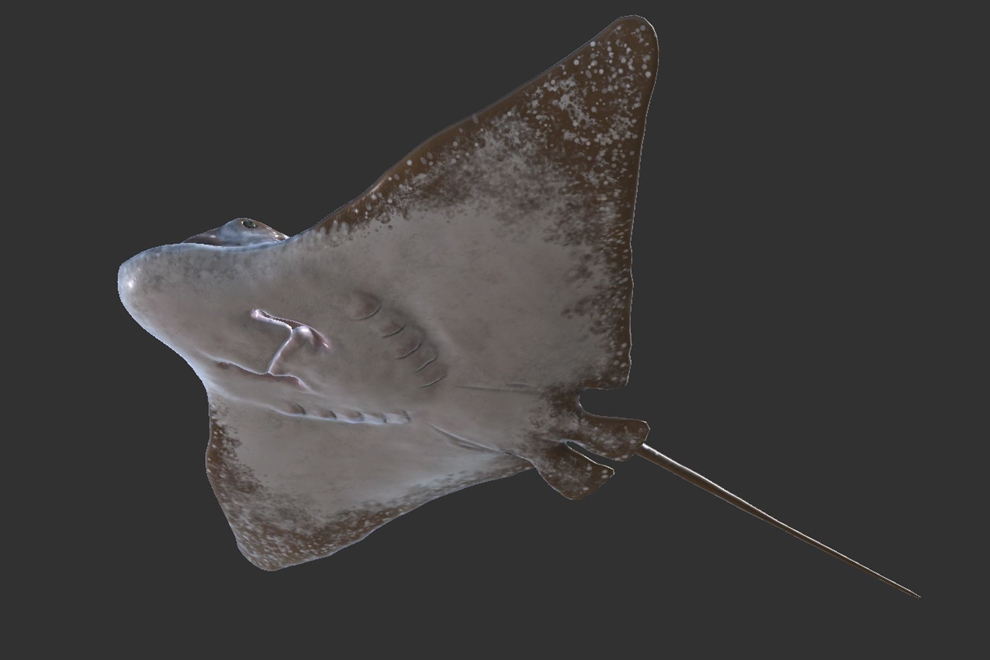 Stingray Pack Low-poly 3D model_20
