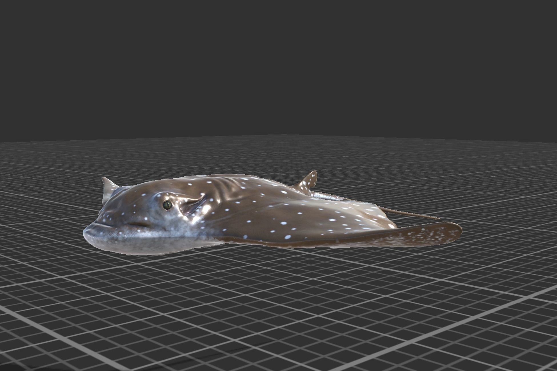 Stingray Pack Low-poly 3D model_19