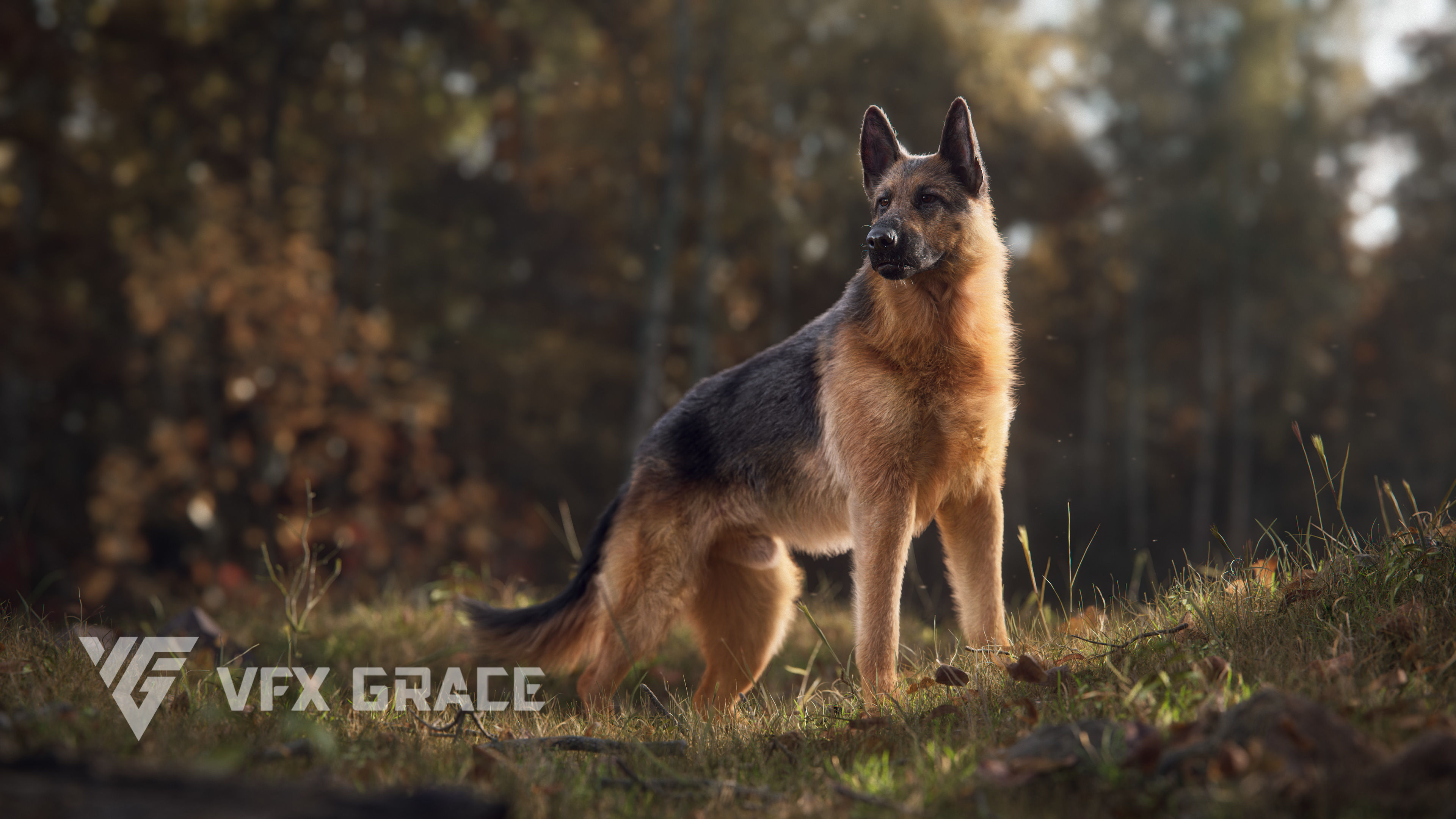 German Shepherd Animated 3D model_6