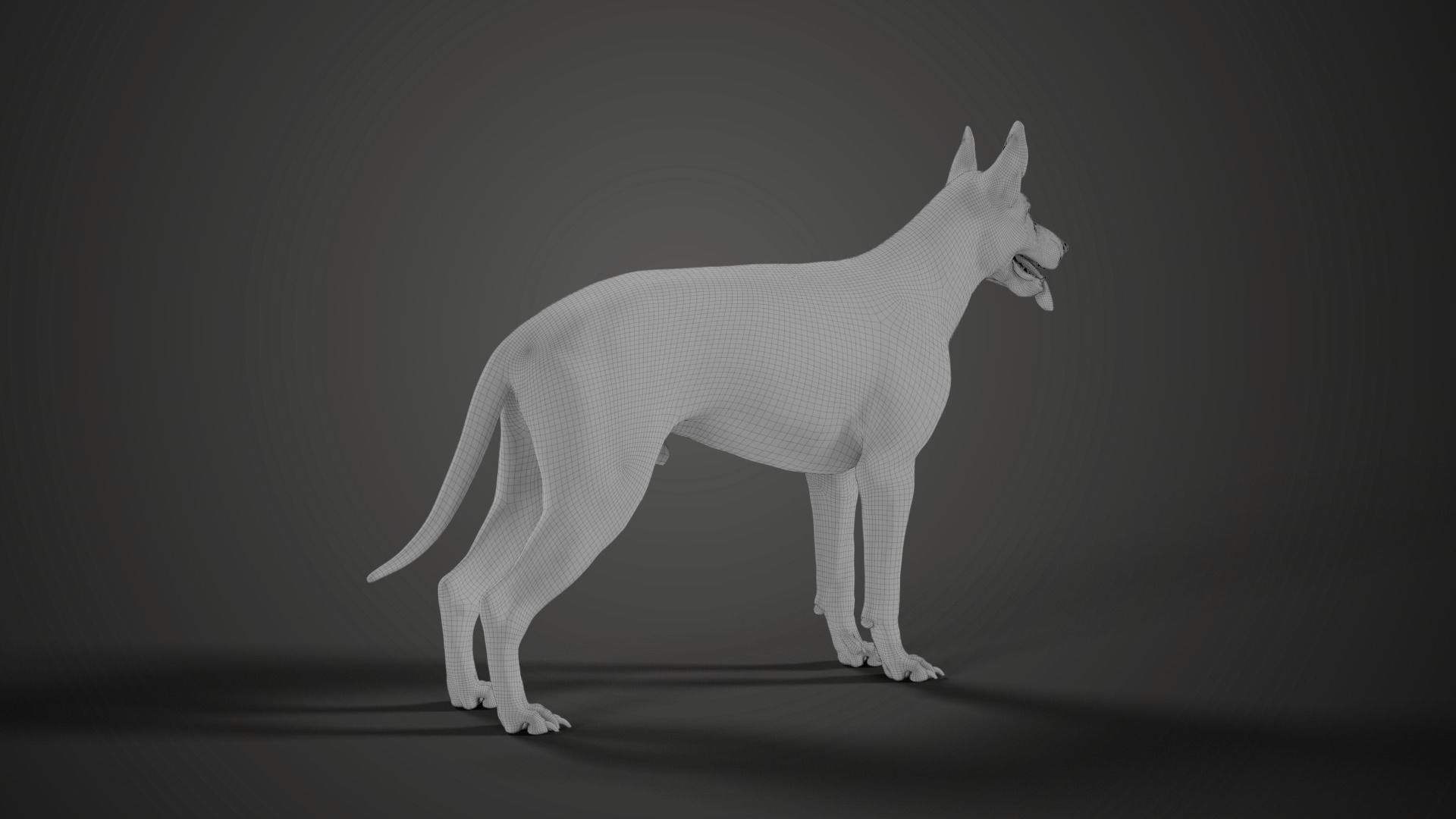 German Shepherd Animated 3D model_19