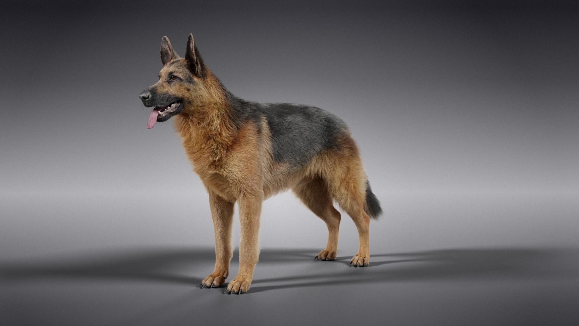 German Shepherd Animated 3D model_10