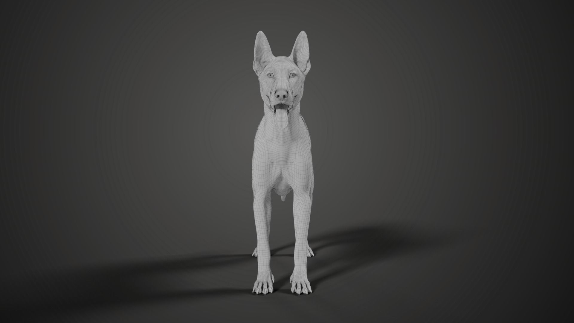 German Shepherd Animated 3D model_16