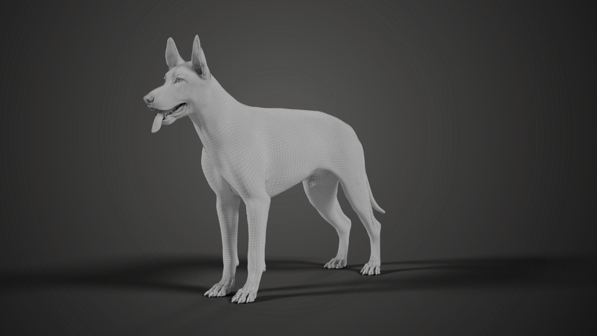 German Shepherd Animated 3D model_17