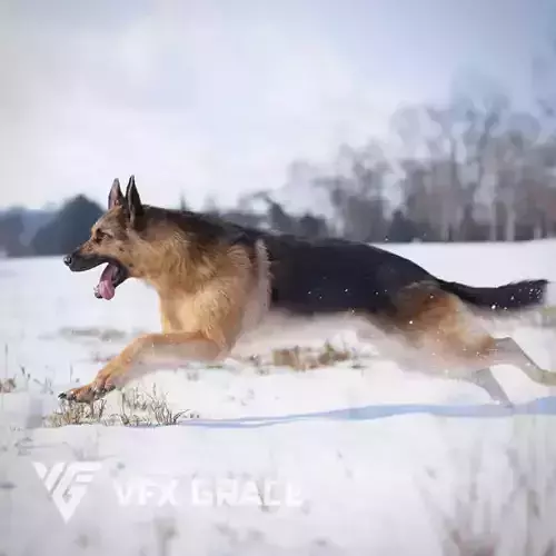 German Shepherd Animated 3D model