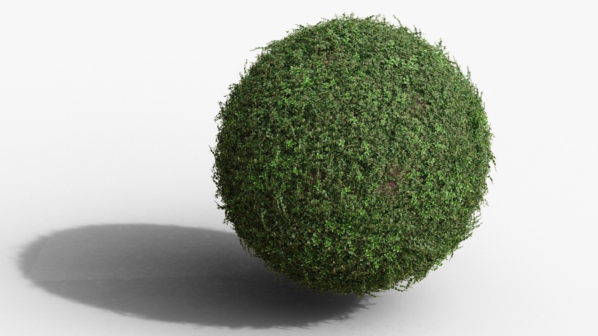 Vinca minor 3D model_1