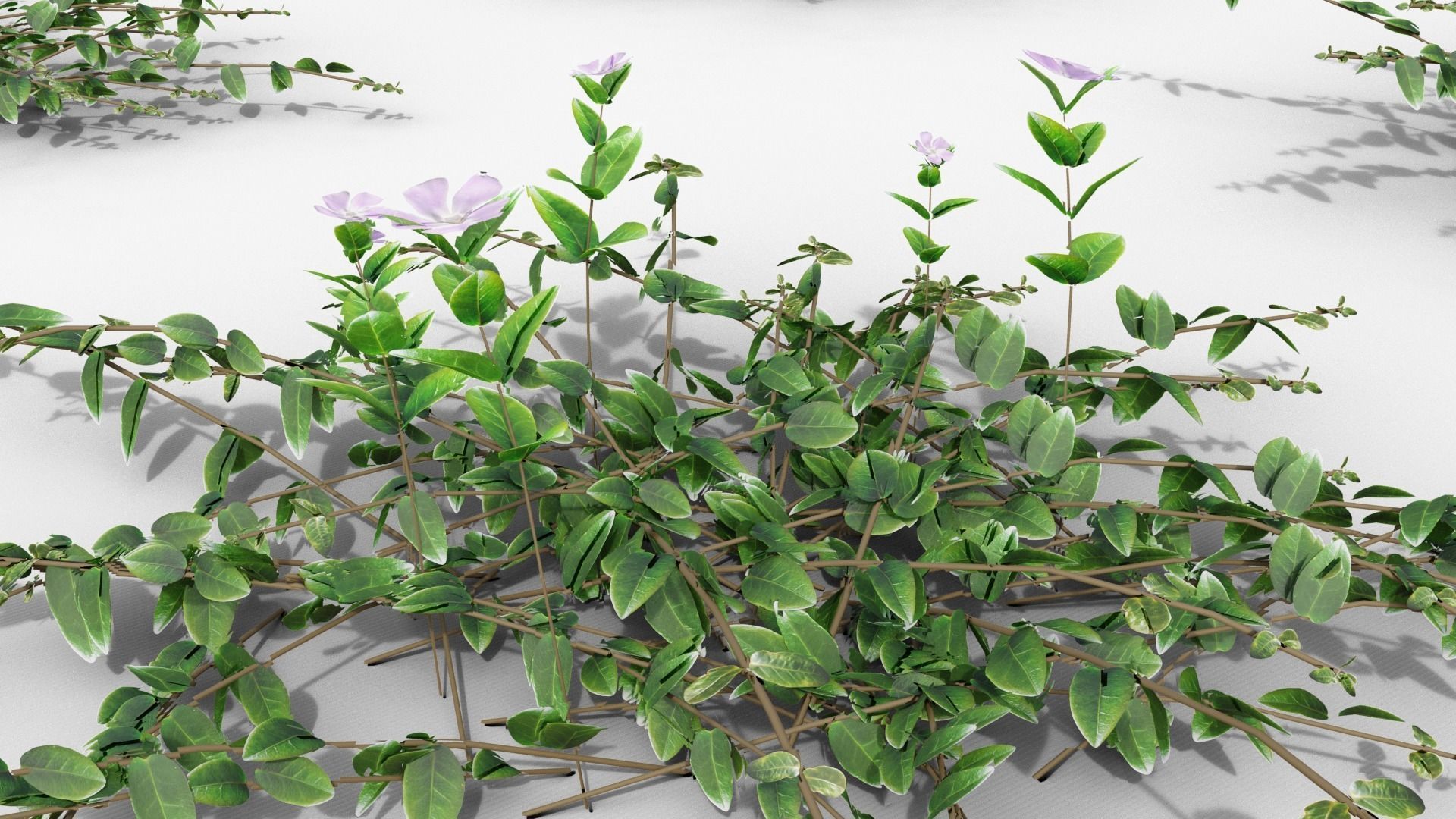 Vinca minor 3D model_25