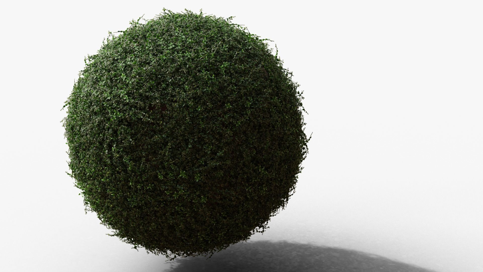 Vinca minor 3D model_2