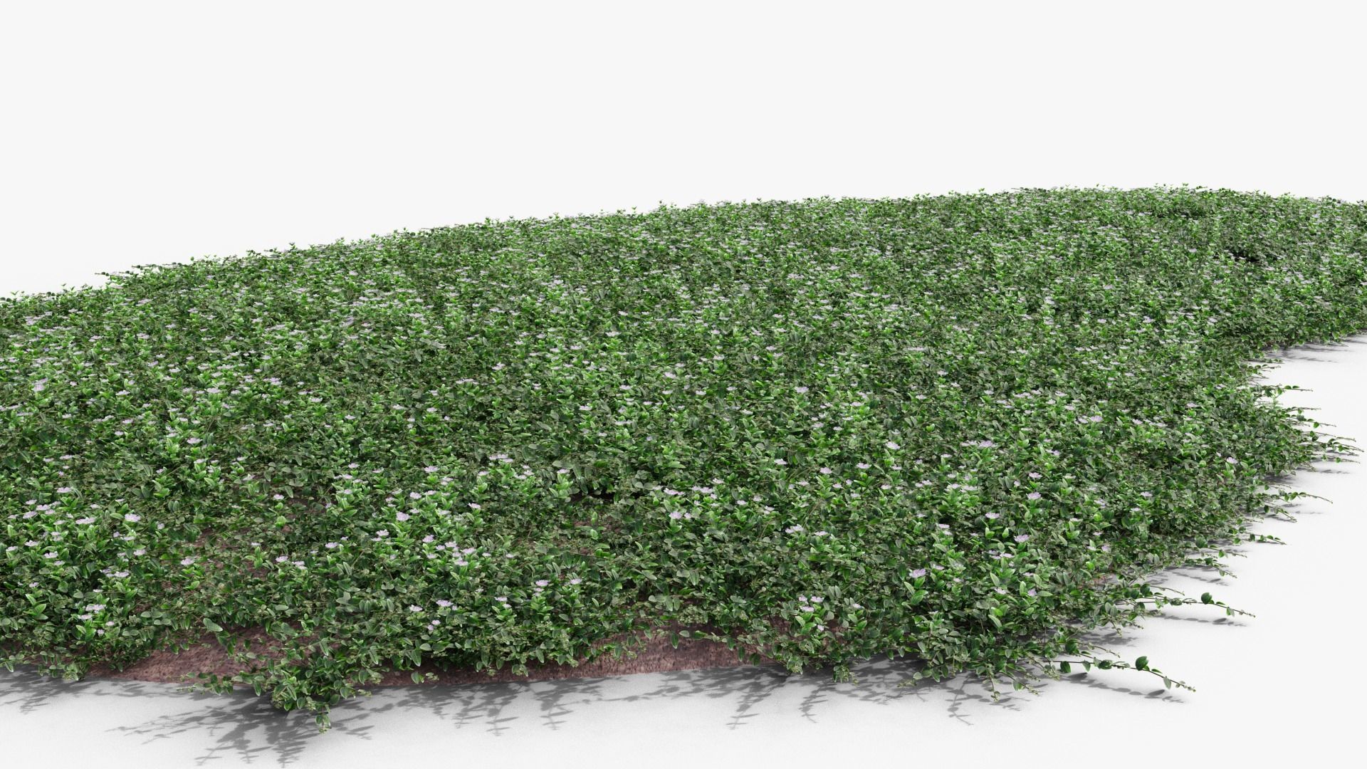 Vinca minor 3D model_15