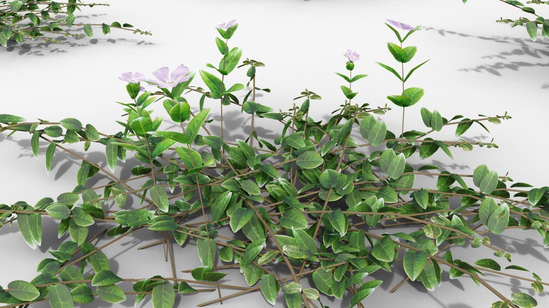 Vinca minor 3D model_29