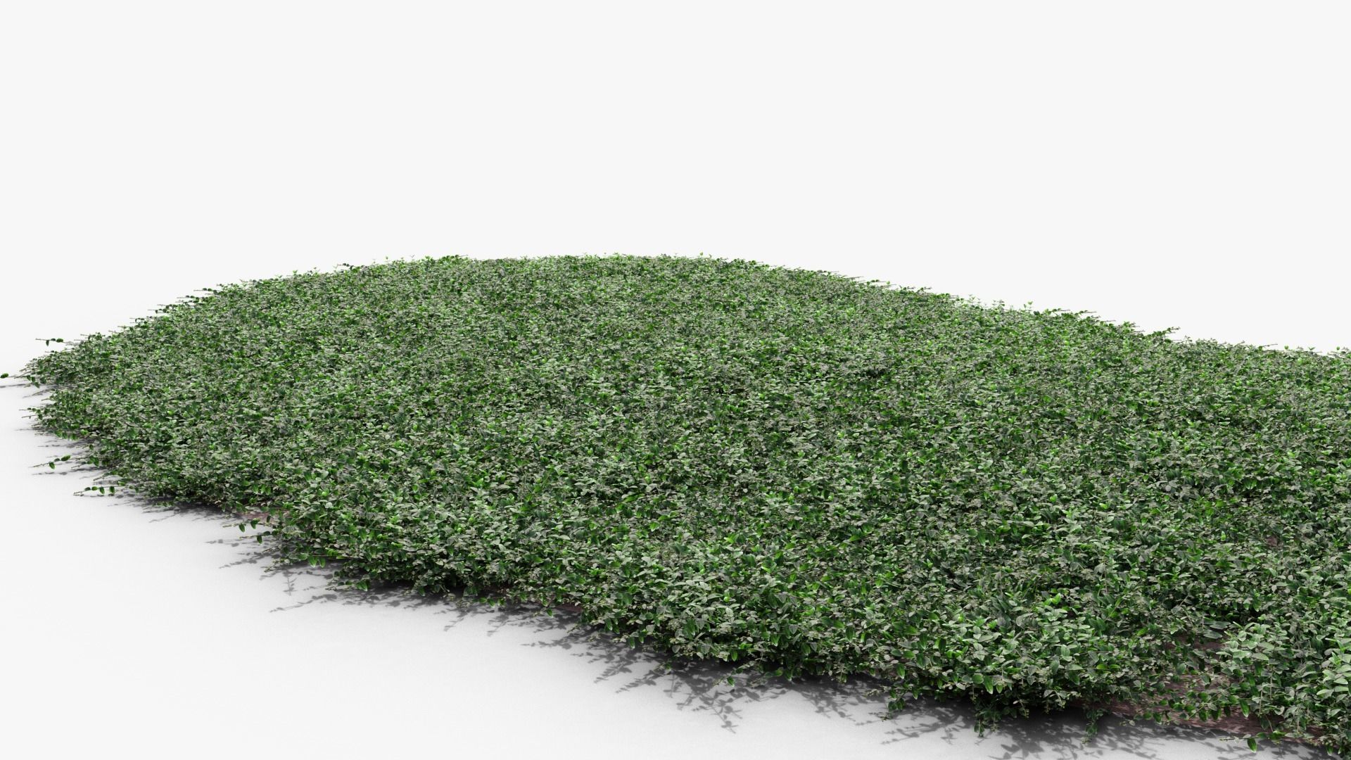 Vinca minor 3D model_5