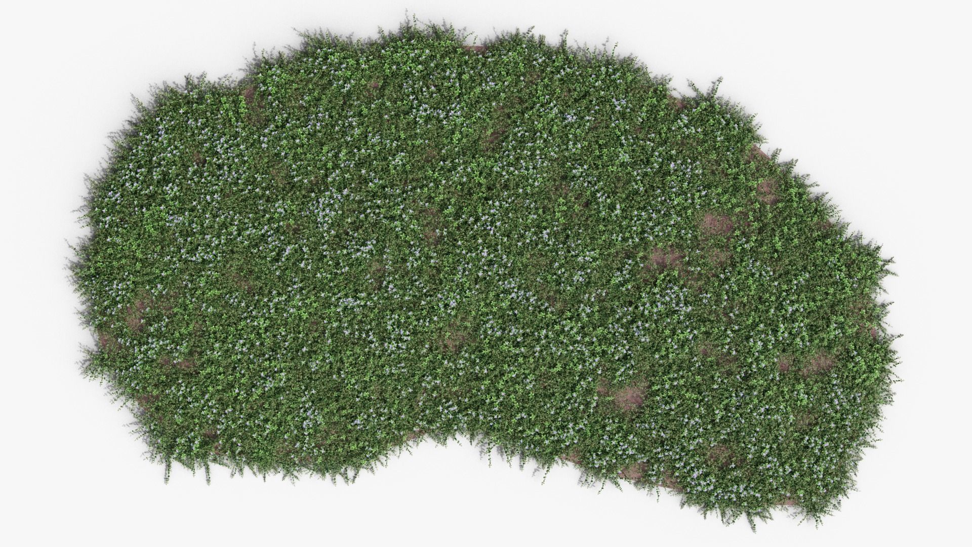 Vinca minor 3D model_11