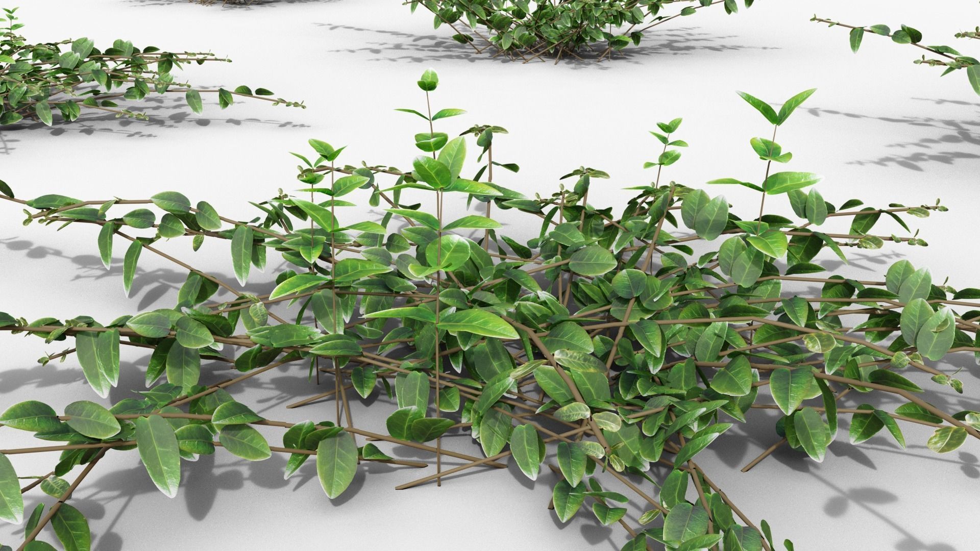 Vinca minor 3D model_27