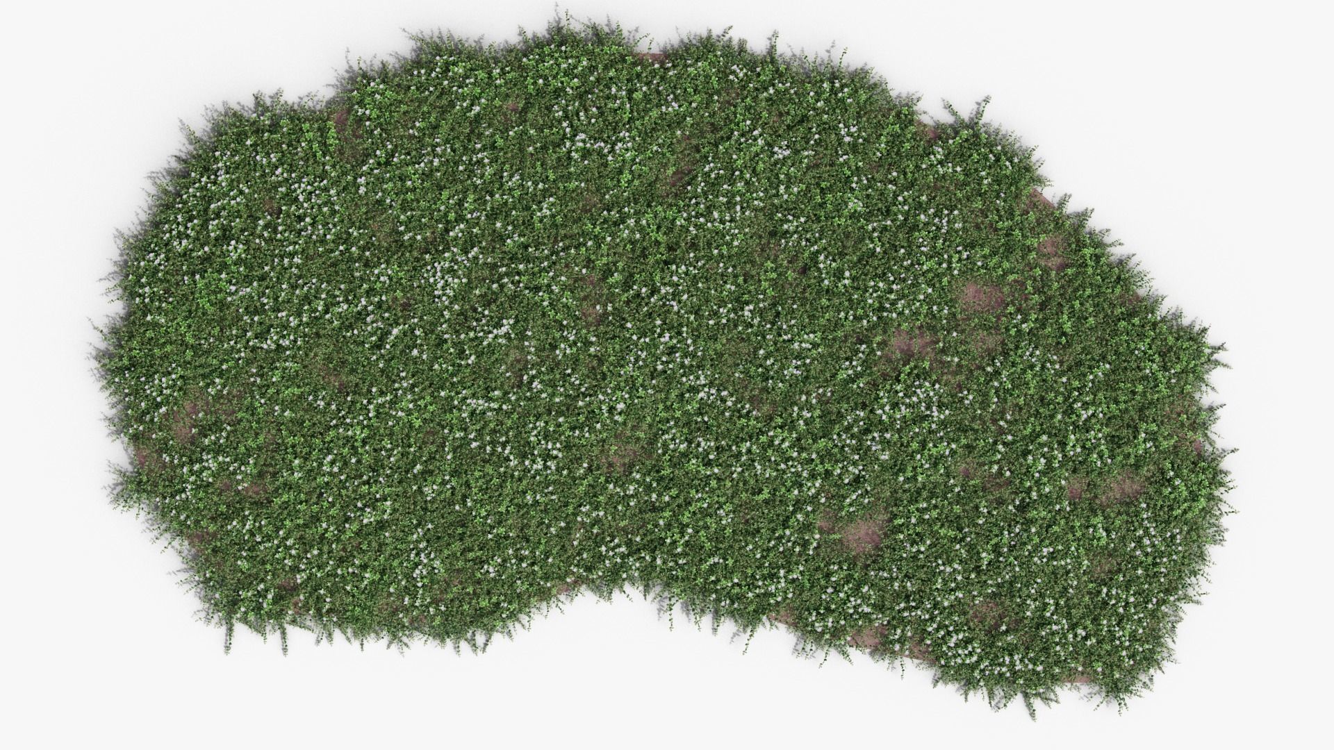 Vinca minor 3D model_17